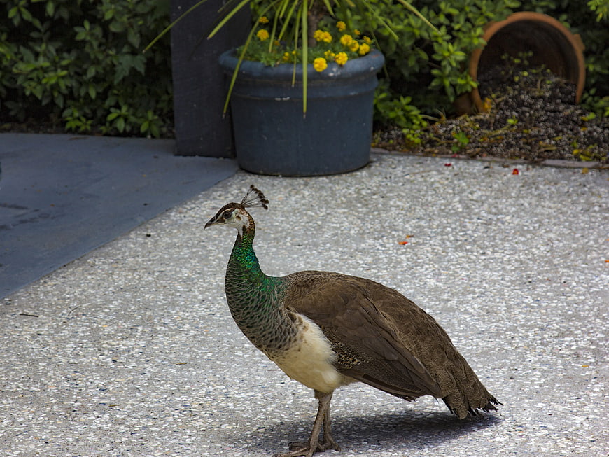 Female peacock standing on gravel path in garden