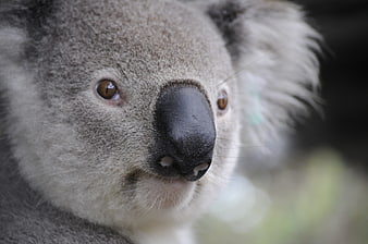 Close-up portrait of a koala face with soft fur