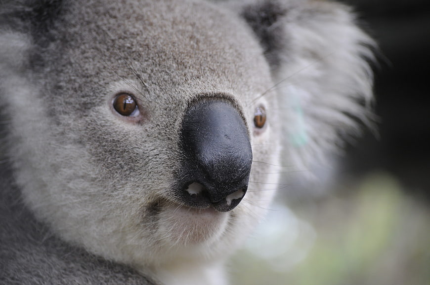 Close-up portrait of a koala face with soft fur