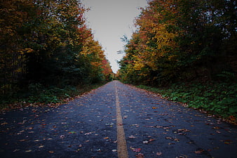 Paved Road Through Colorful Autumn Forest with Fallen Leaves