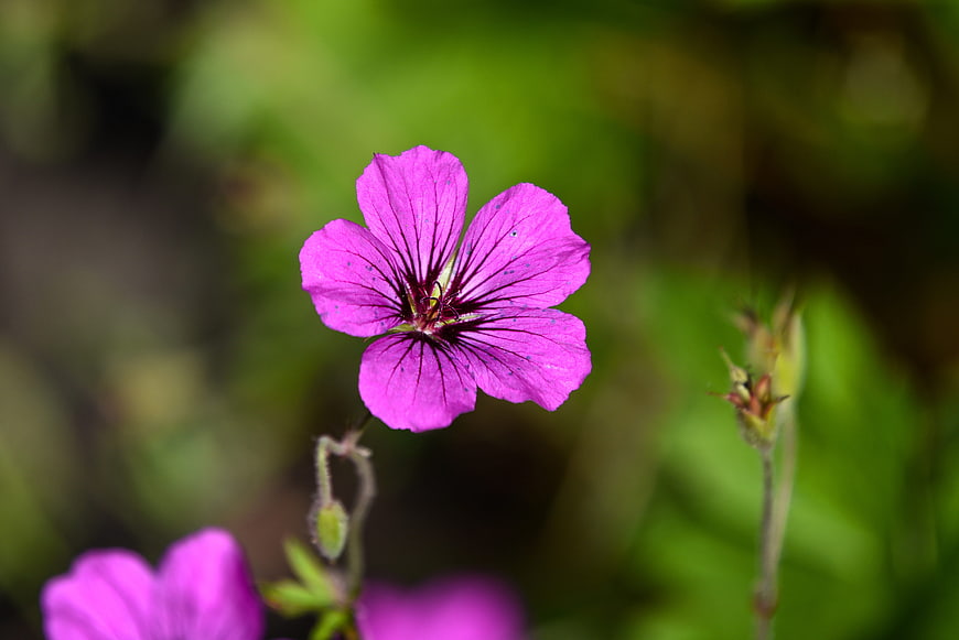 Vibrant Purple Cranesbill Flower Macro Close-Up