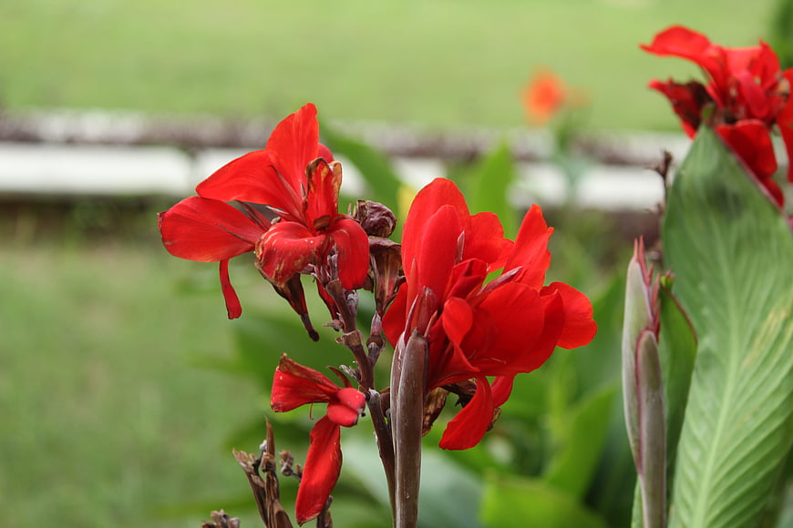 Vibrant Red Canna Lilies in a Green Garden