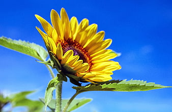 Vibrant Sunflower Bloom Against Blue Sky