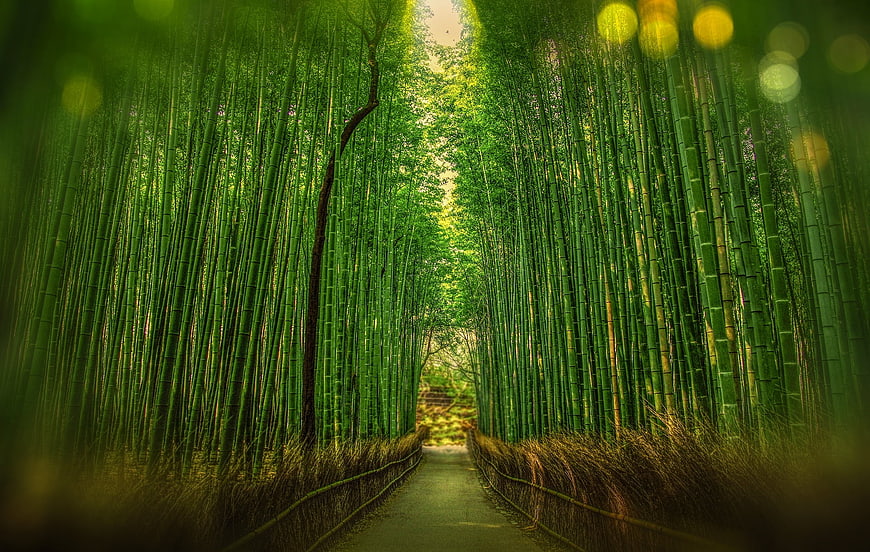Serene Bamboo Forest Pathway in Kyoto, Japan