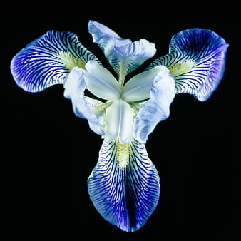 Blue Iris Flower Macro on Black Background