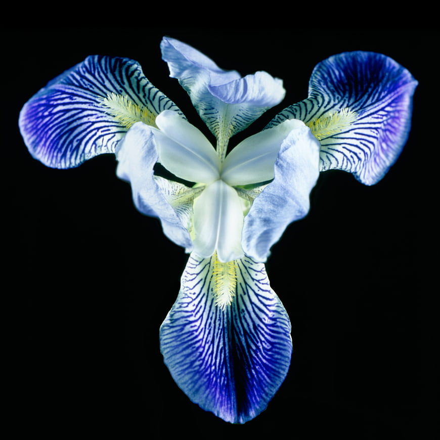 Blue Iris Flower Macro on Black Background