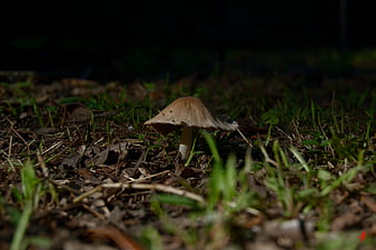 Lone brown mushroom growing in grass and forest floor