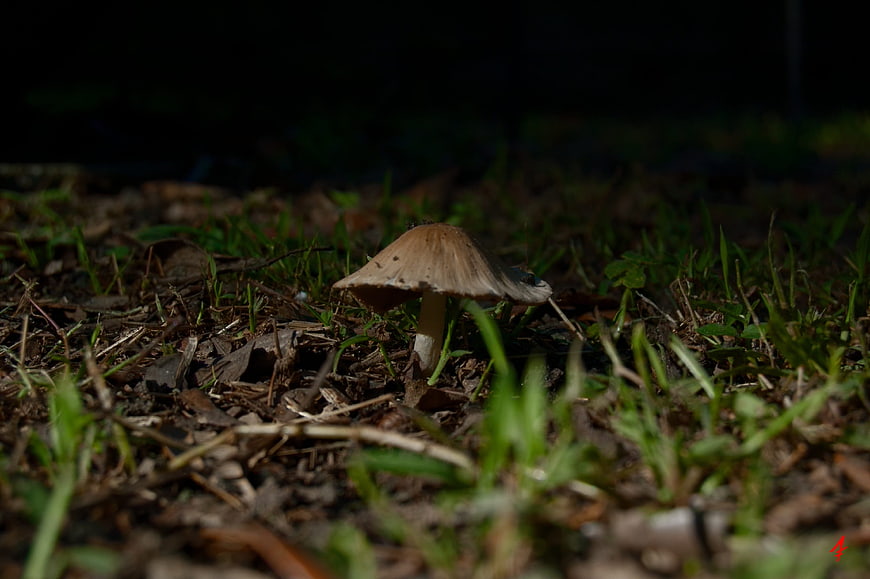 Lone brown mushroom growing in grass and forest floor