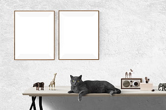 Gray Cat Lying on Desk with Blank Poster Frames