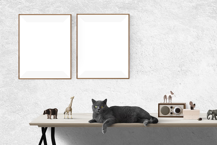 Gray Cat Lying on Desk with Blank Poster Frames