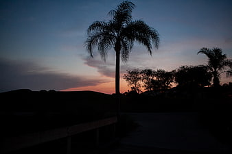 Silhouette of Palm Tree Against Sunset Sky