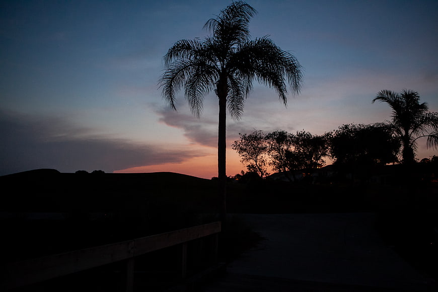 Silhouette of Palm Tree Against Sunset Sky