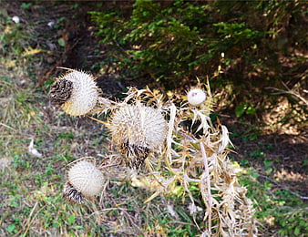 Dried Thistle Plant with Spiky Seed Heads in Nature