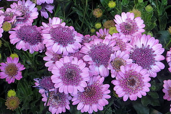 Close-up of vibrant pink and violet osteospermum flowers