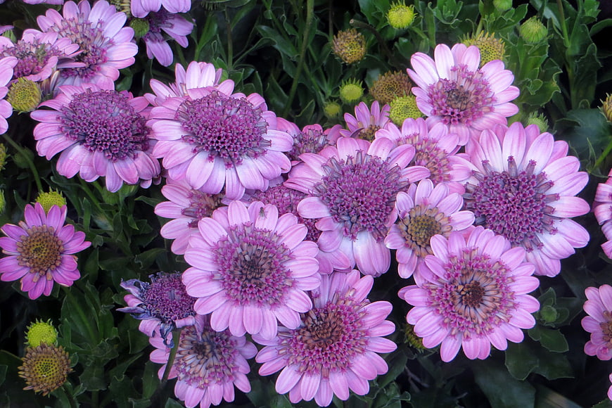 Close-up of vibrant pink and violet osteospermum flowers