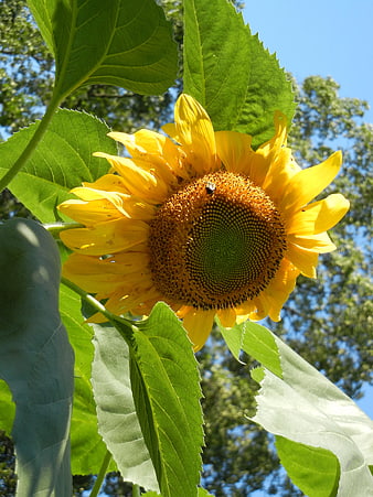 Close-up of a blooming yellow sunflower against blue sky