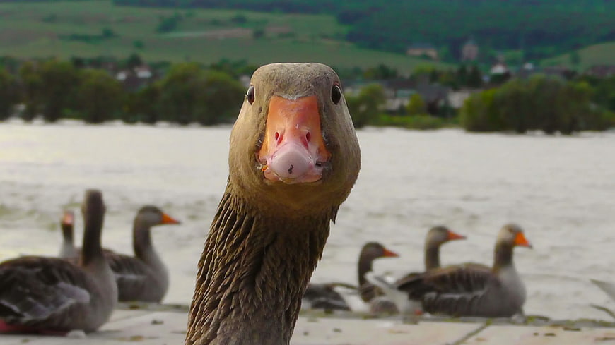 Close-up of curious goose head with blurred flock background