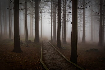 Misty Forest Path with Tall Pine Trees and Foggy Atmosphere