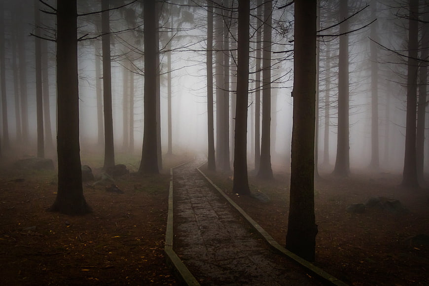 Misty Forest Path with Tall Pine Trees and Foggy Atmosphere