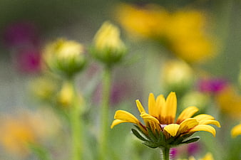 Close-up of a yellow black-eyed susan flower in a garden
