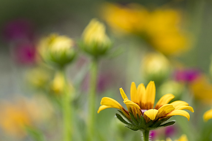 Close-up of a yellow black-eyed susan flower in a garden