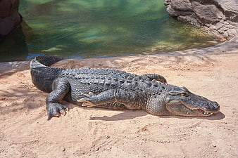 Large alligator resting on sandy bank near green water