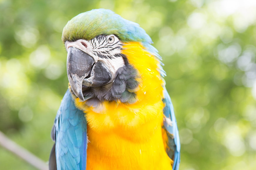 Close-up of a Blue and Gold Macaw Parrot