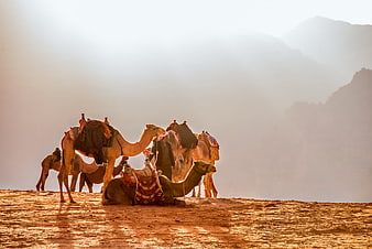 Camel Caravan Resting in Hazy Desert Landscape at Golden Hour