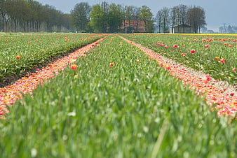 Vibrant Tulip Field Rows with Green Foliage and Farmhouse Background