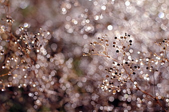 Macro shot of dew-covered plant stems with sparkling bokeh background