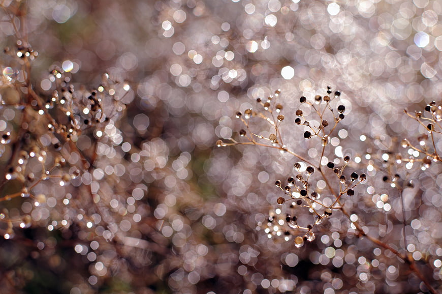 Macro shot of dew-covered plant stems with sparkling bokeh background