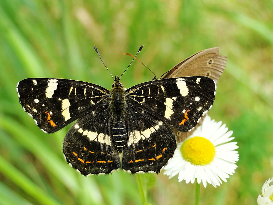Close-up of a Marbled White Butterfly on a Daisy