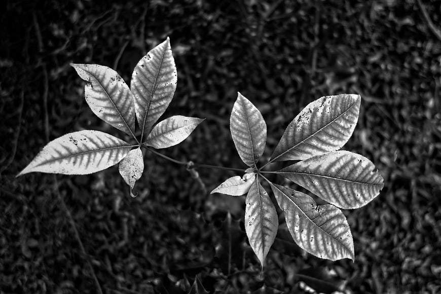 Black and white macro of two detailed leaf clusters