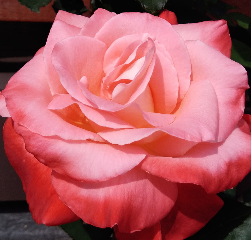 Close-up of a vibrant pink rose in full bloom