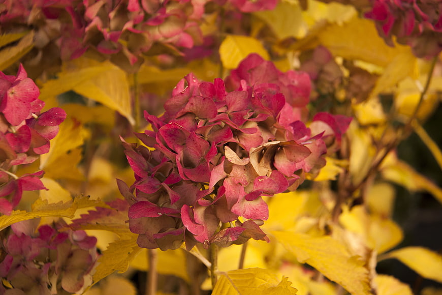 Dried Pink Hydrangea Flowers with Yellow Autumn Leaves