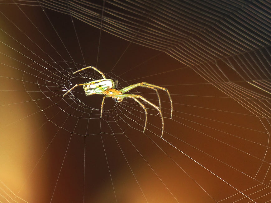 Close-up of a Wasp Spider on a Web in Golden Light