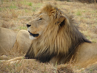 Male Lion Resting in Dry Savanna Grass