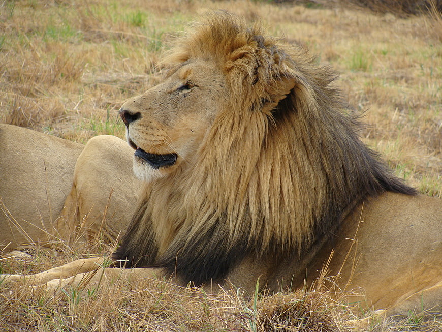 Male Lion Resting in Dry Savanna Grass
