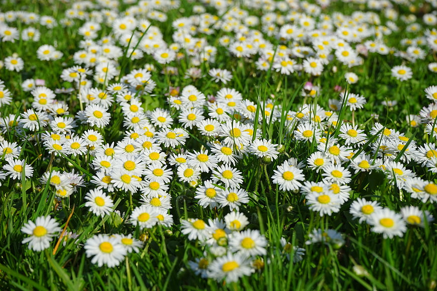 Field of white daisies blooming in green grass