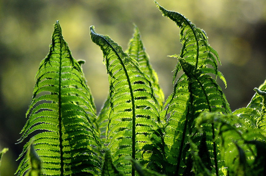 Sunlit green fern fronds in a forest setting