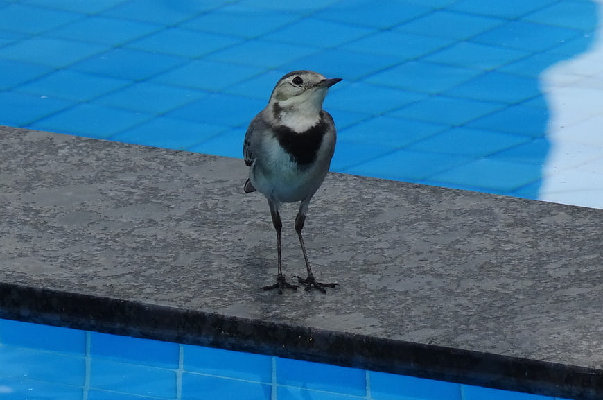White Wagtail Bird Standing on Pool Edge
