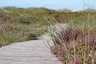 Wooden boardwalk path through blooming purple heather dunes