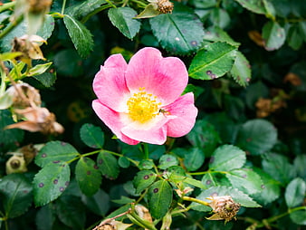Pink Wild Rose with Yellow Center and Green Leaves