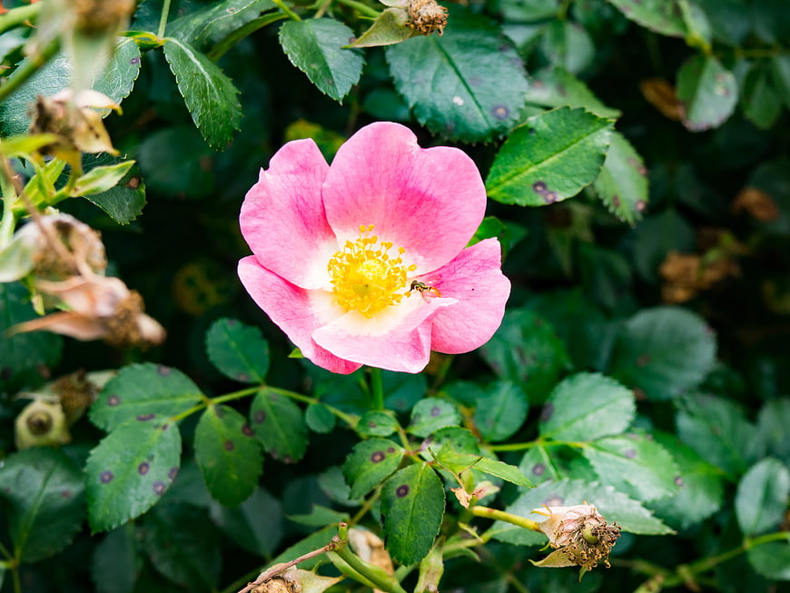 Pink Wild Rose with Yellow Center and Green Leaves