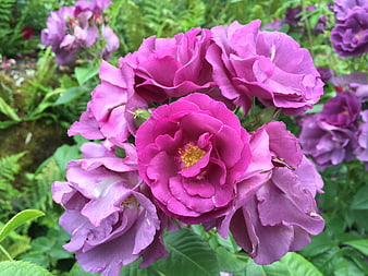 Vibrant purple rose cluster blooming in lush green garden