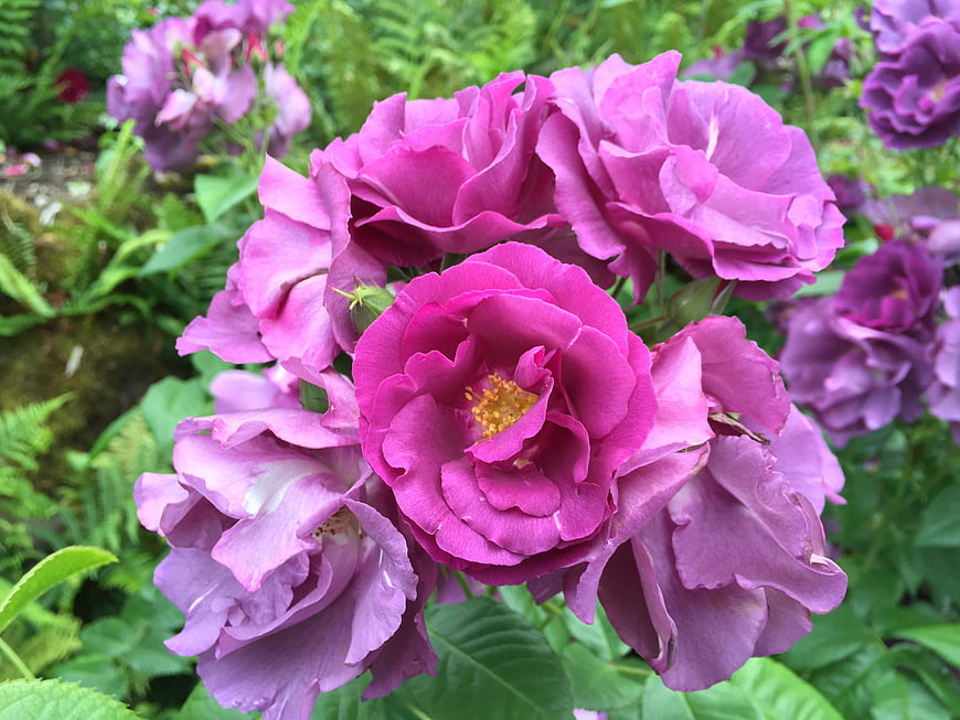 Vibrant purple rose cluster blooming in lush green garden