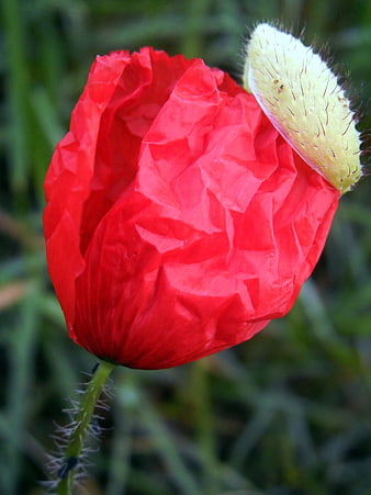 Close-up of a vibrant red poppy bud in a green field