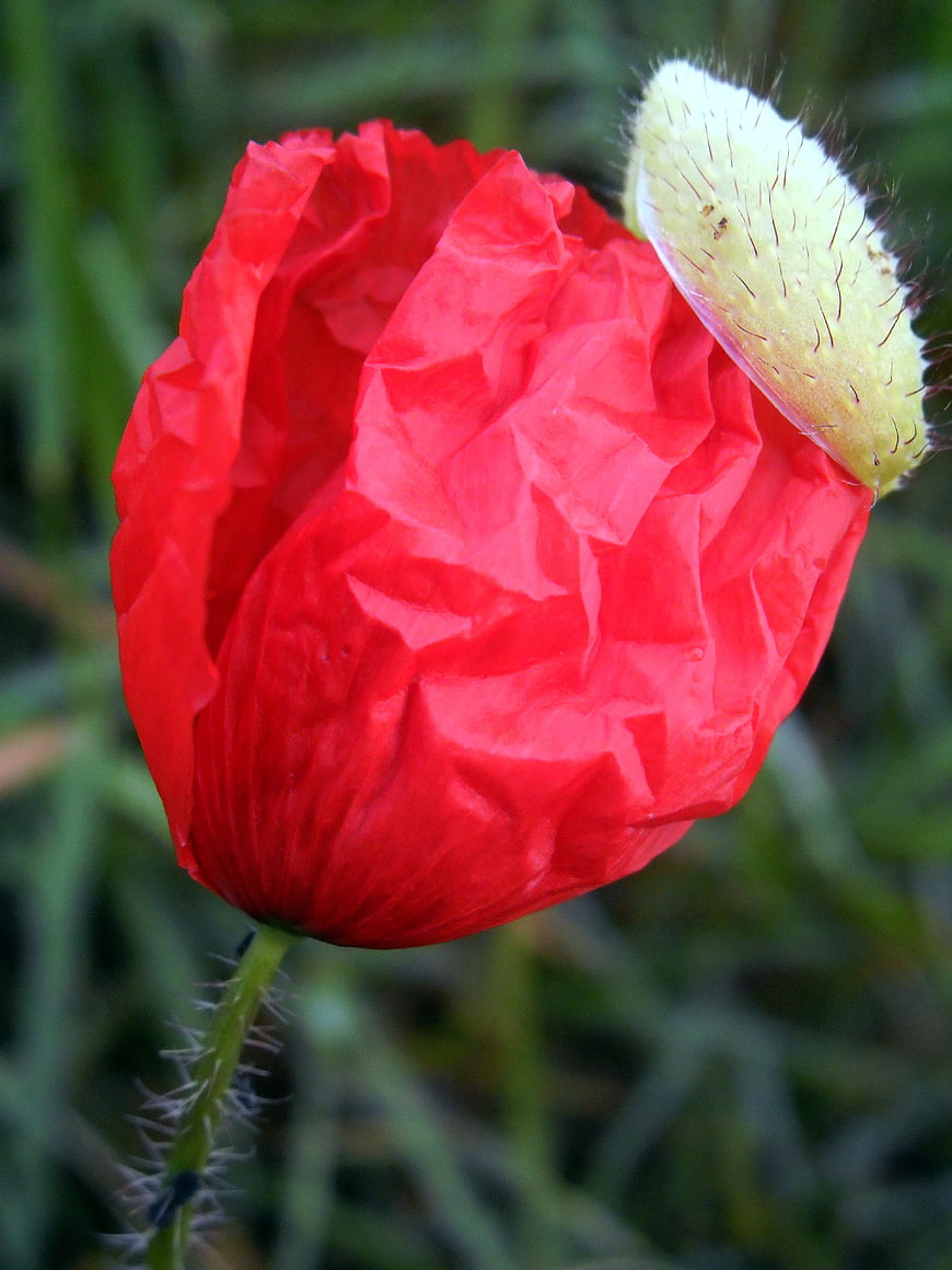 Close-up of a vibrant red poppy bud in a green field