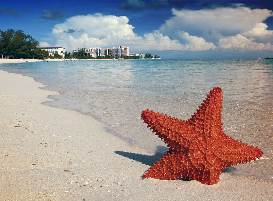 Red Starfish on White Sand Beach with Ocean and Resort