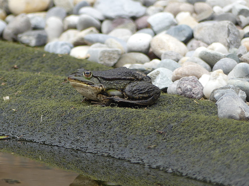 Green frog resting on mossy rock by water